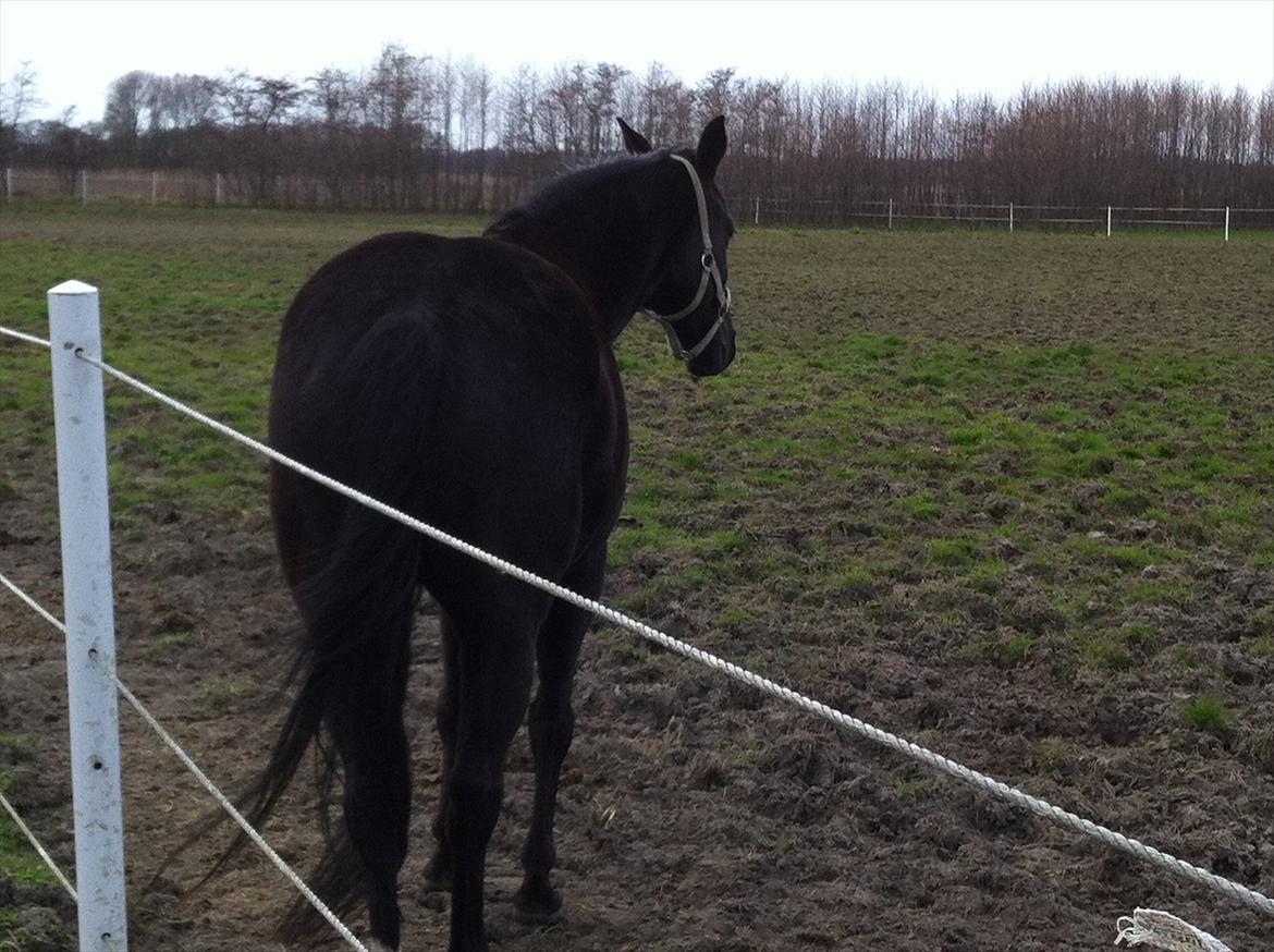 Dansk Varmblod Akido billede 14