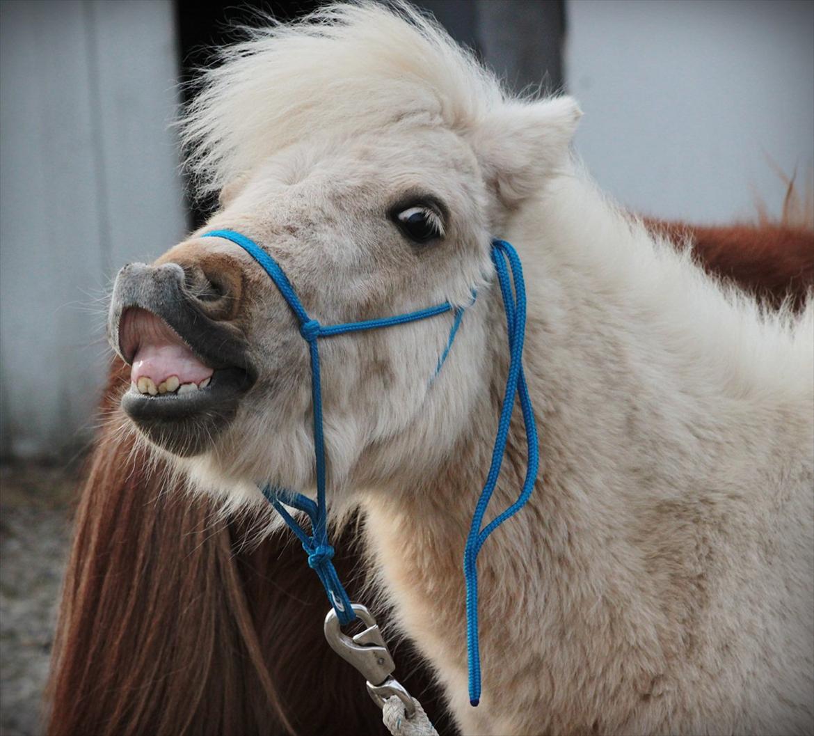 Shetlænder Sandagers Elvis billede 19