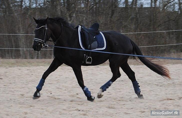 Dansk Varmblod Safir billede 35