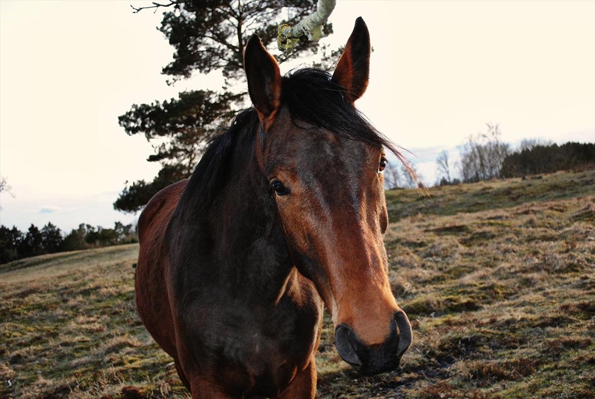Anden særlig race Damtofts Valdemar - Smukke Valle 3. april 2012 billede 10