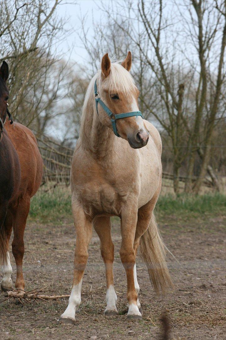 Quarter Roosters Final Pine - April 2012 billede 20