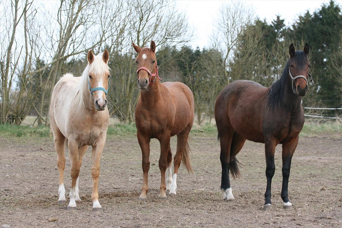 Quarter Roosters Final Pine - April 2012 billede 25