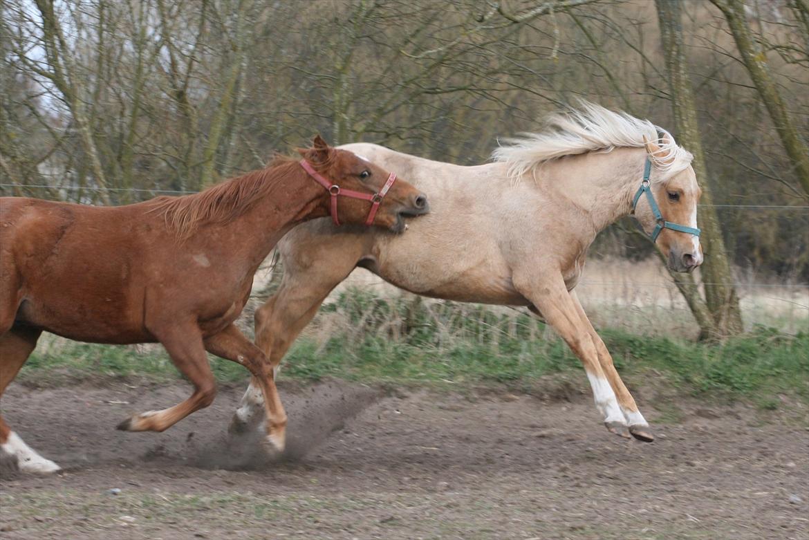 Quarter Roosters Final Pine - April 2012 billede 21