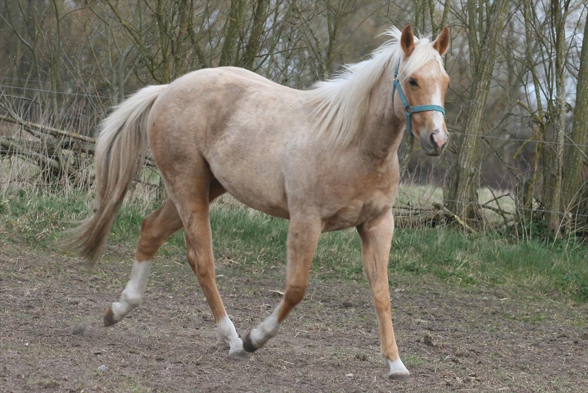 Quarter Roosters Final Pine - April 2012 billede 24