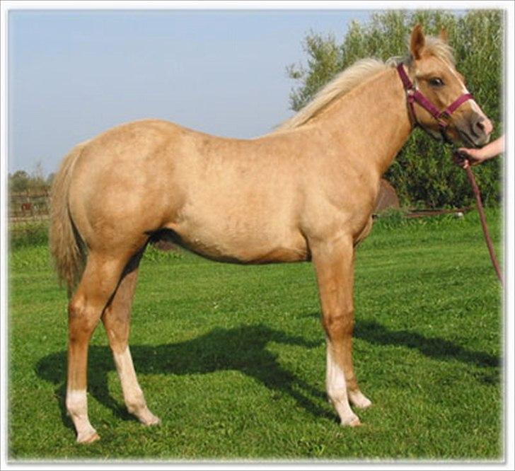 Quarter Roosters Final Pine - 2010 billede 10