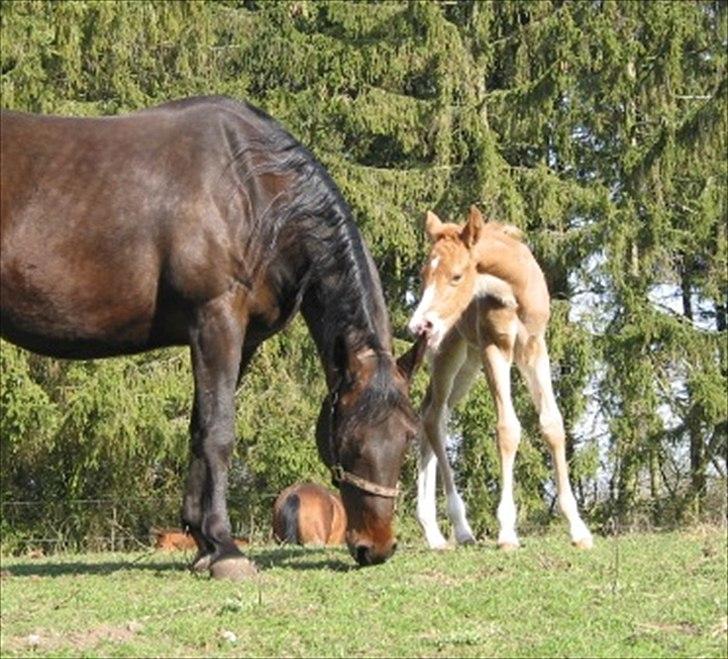 Quarter Roosters Final Pine - Mor & søn 2010 billede 11