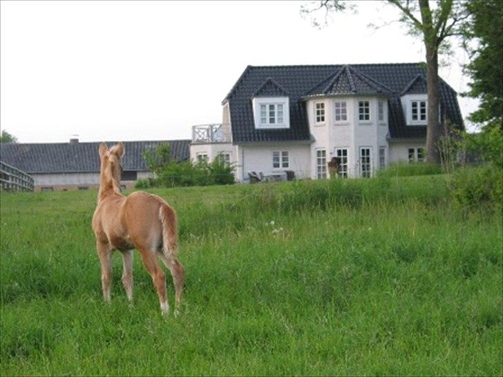 Quarter Roosters Final Pine - På opdagelse :-) 2010 billede 12