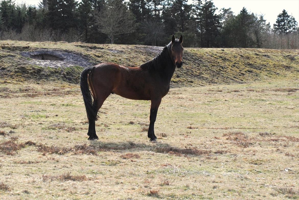 Anden særlig race Damtofts Valdemar - Grisen leger hingst :) . 3. april 2012 billede 12