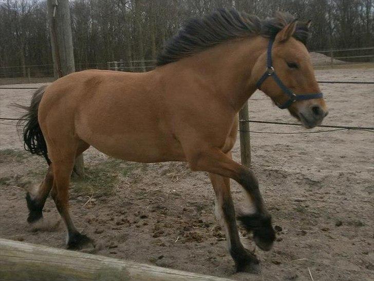 Anden særlig race Vanilla (Tidl. Part :'( <3) billede 6