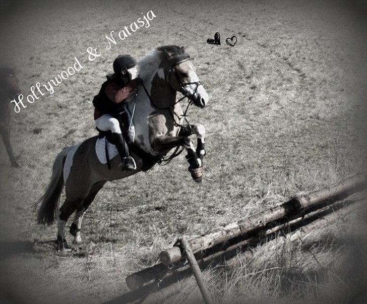 Pinto Stald poppels Hollywood Holy-man R.I.P MIN ENGEL - baby jagt 2012
 billede 7