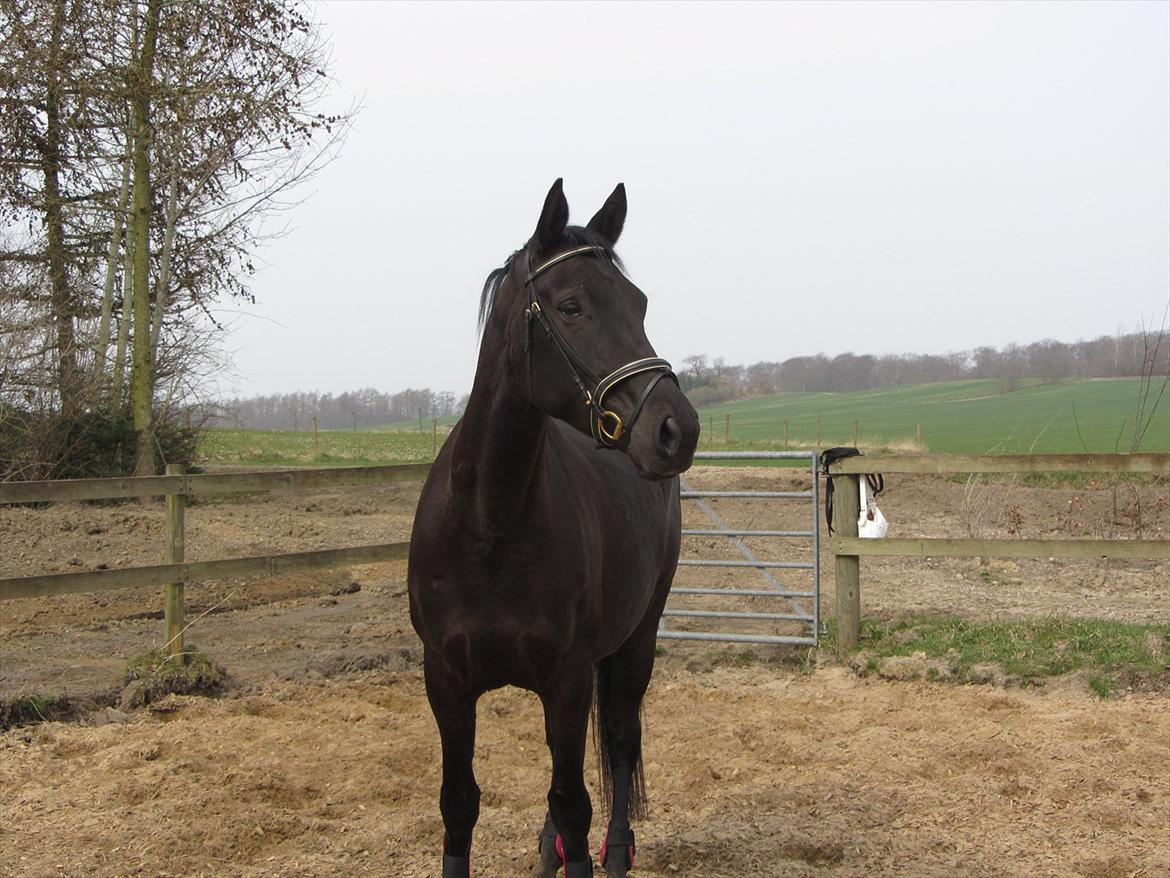 Dansk Varmblod Bomgårdens Black Pearl - Velkommen til Black Pearl's profil billede 1