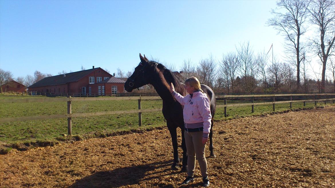 Dansk Varmblod Bomgårdens Black Pearl - Den skønne perle og mig billede 11