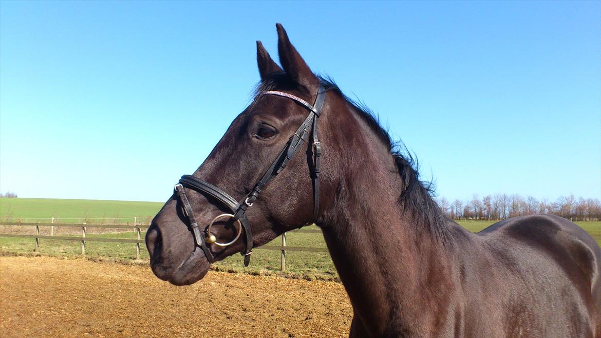 Dansk Varmblod Bomgårdens Black Pearl billede 5