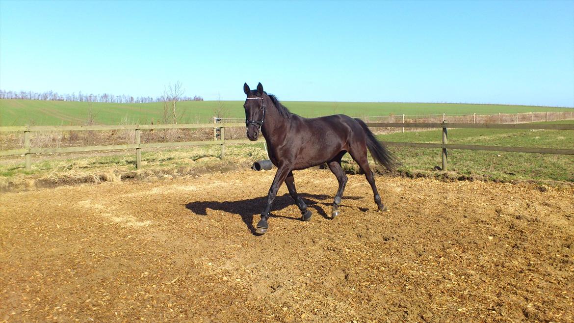 Dansk Varmblod Bomgårdens Black Pearl - Min smukke Pearl billede 6