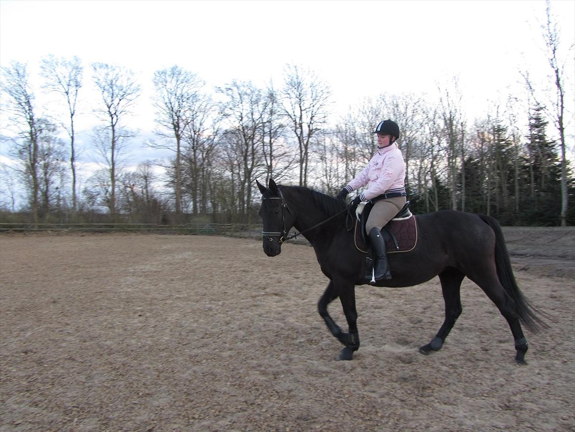 Dansk Varmblod Bomgårdens Black Pearl billede 8