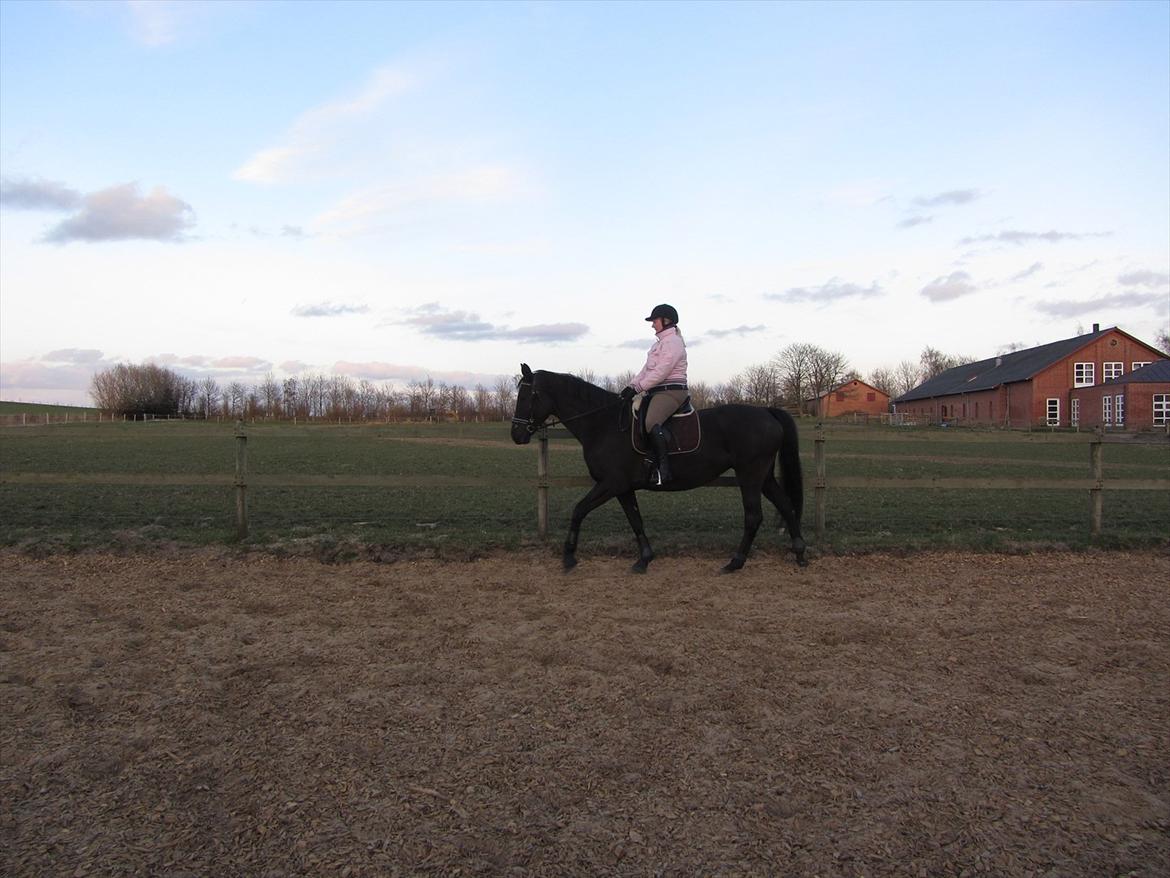 Dansk Varmblod Bomgårdens Black Pearl billede 9