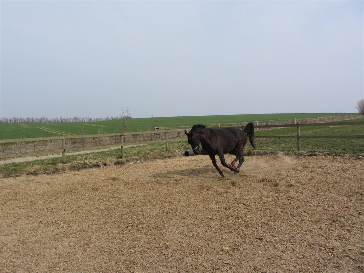 Dansk Varmblod Bomgårdens Black Pearl - I hopla :) billede 10