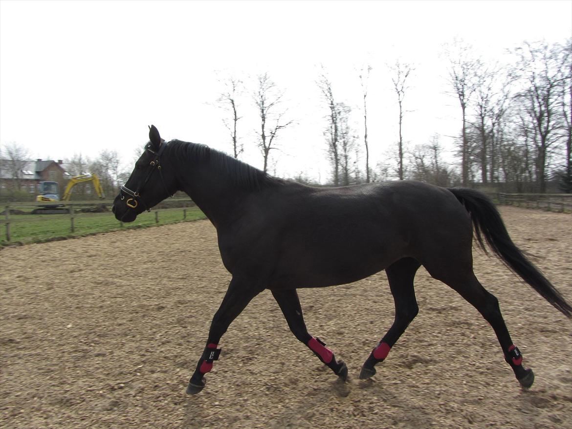 Dansk Varmblod Bomgårdens Black Pearl billede 4