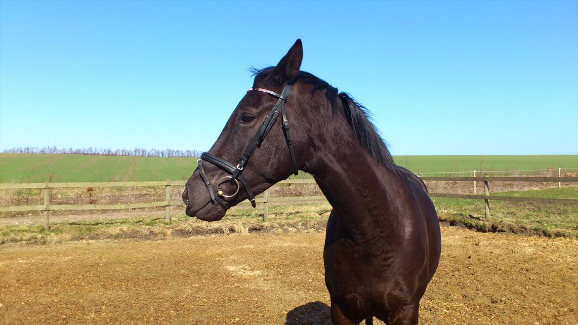 Dansk Varmblod Bomgårdens Black Pearl - Skøre hest... altså den mule :) billede 12