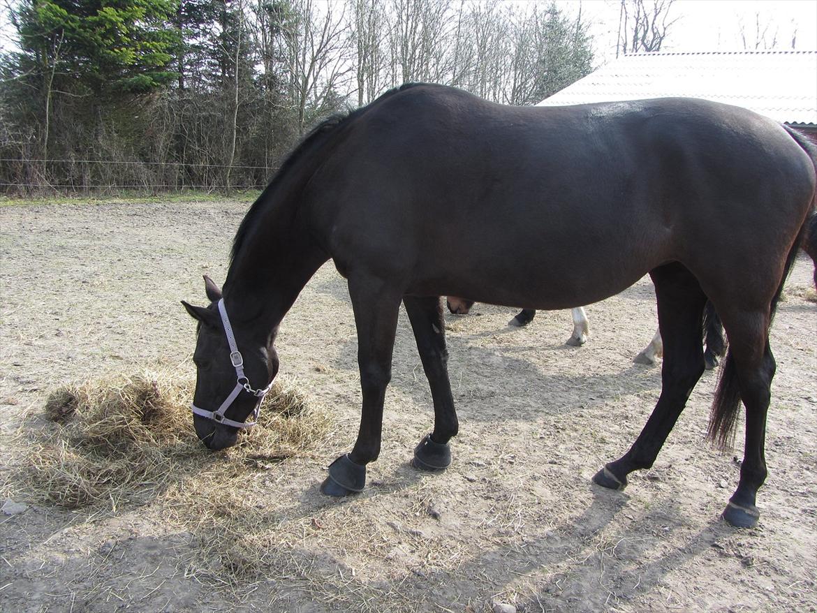 Dansk Varmblod Bomgårdens Black Pearl billede 13