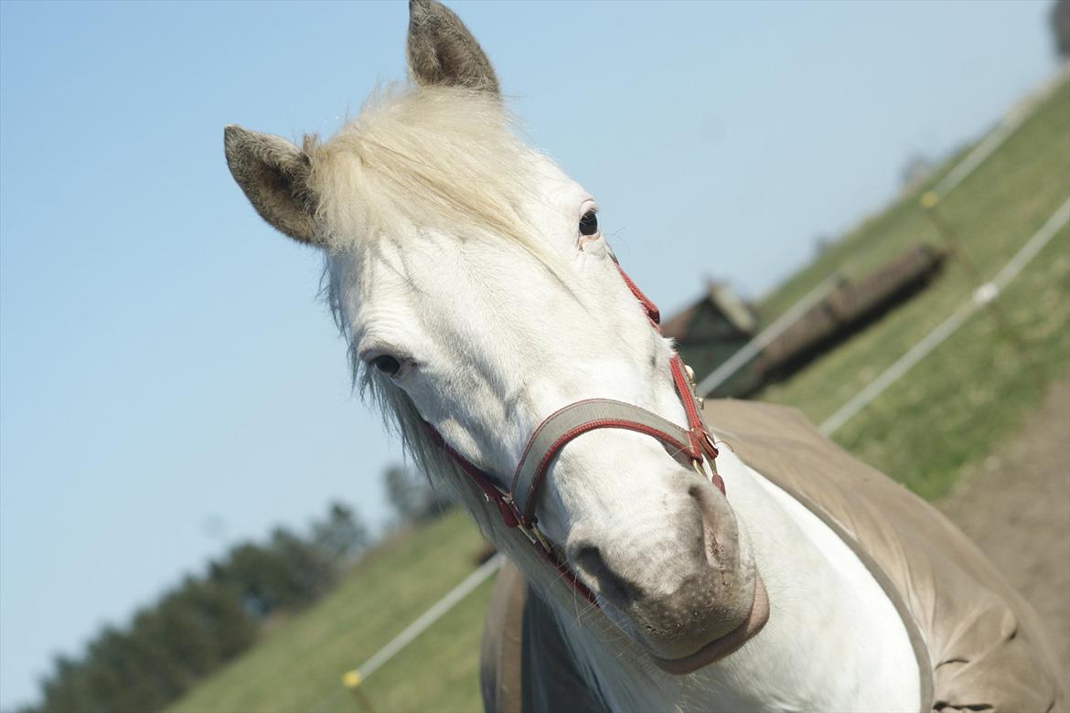 Knabstrupper Norring's Trinity [Låne Pony] - 25-3-12<3 billede 1