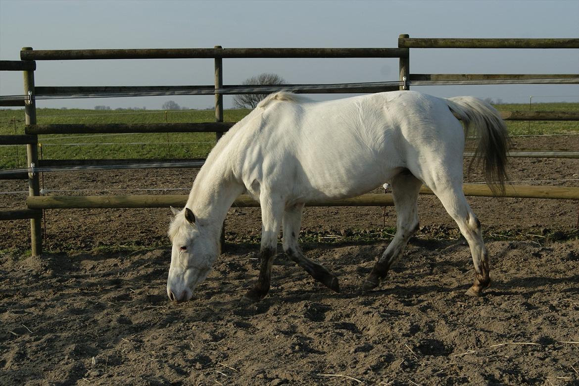 Knabstrupper Norring's Trinity [Låne Pony] - 26-3-12<3 billede 2