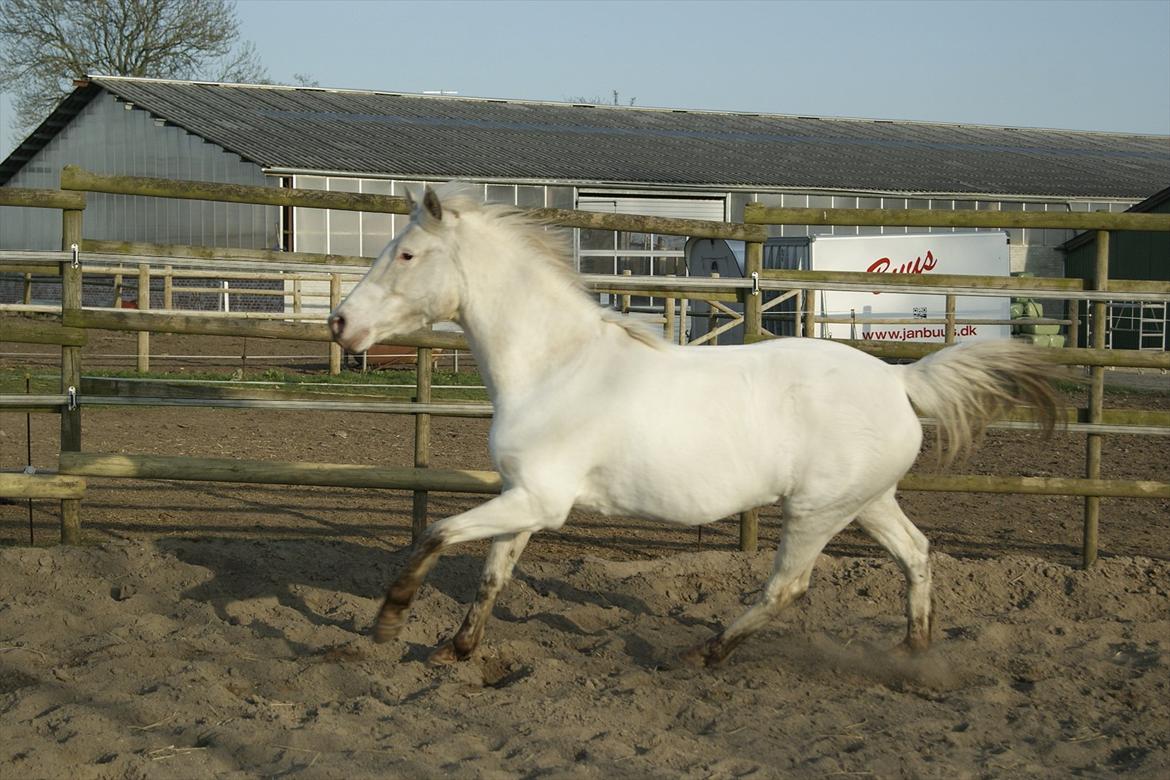 Knabstrupper Norring's Trinity [Låne Pony] - Vis mig lidt gang, tykke :D
26-3-12<3 billede 3