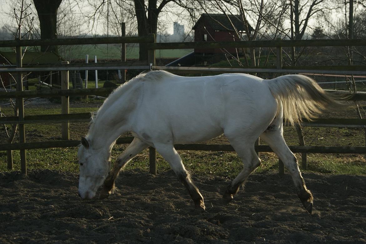 Knabstrupper Norring's Trinity [Låne Pony] - 26-3-12<3 billede 4