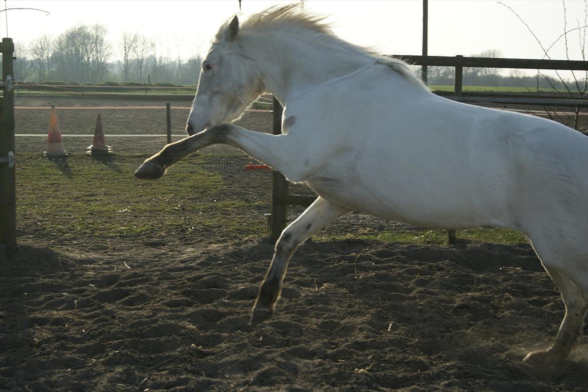 Knabstrupper Norring's Trinity [Låne Pony] - Wup.. det var faktisk rent held at det billede lige blev fanget (;
26-3-12<3 billede 5