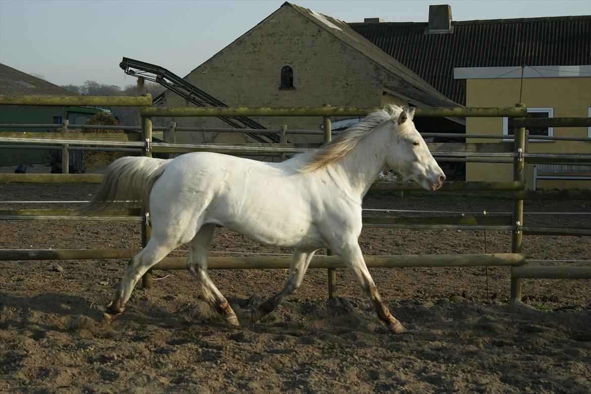 Knabstrupper Norring's Trinity [Låne Pony] - 26-3-12<3 billede 6