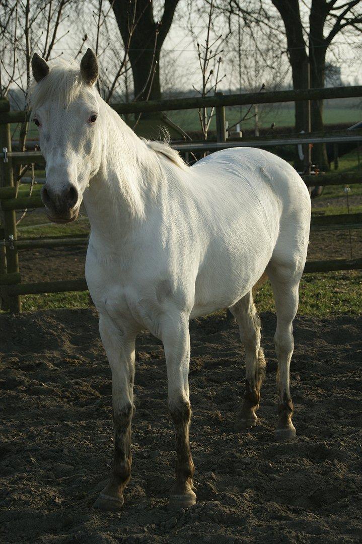 Knabstrupper Norring's Trinity [Låne Pony] - Hvor' du sød!<3
26-3-12<3 billede 7