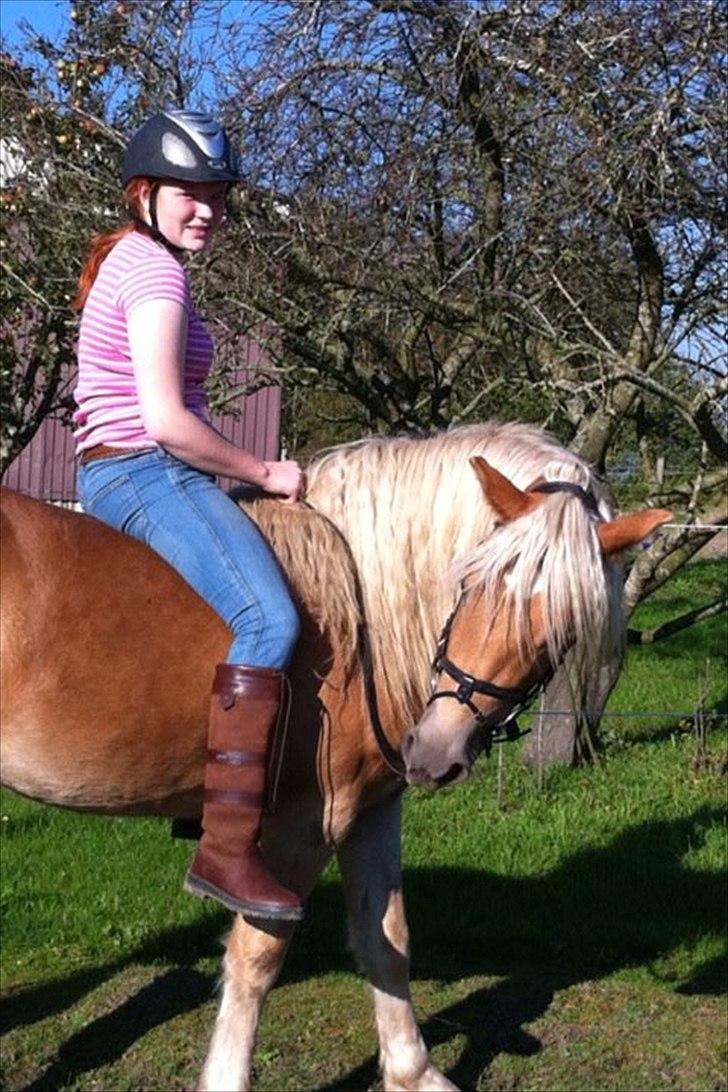 Haflinger RIDEDYRET ALADDIN - Rider på Aladdin sommeren 2011 :-) 3års billede 26