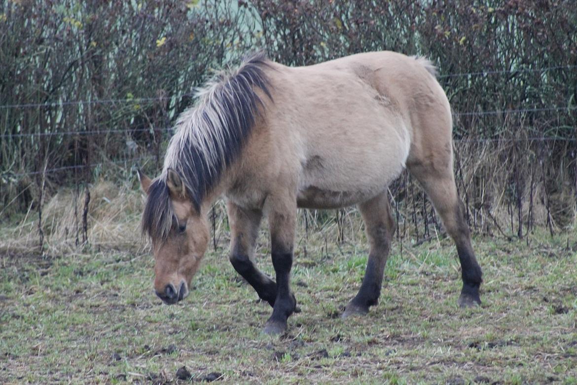 Anden særlig race Roxi billede 11