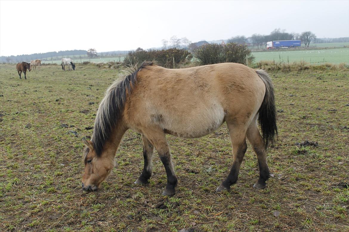 Anden særlig race Roxi - smukker ser hun ud aar efter aar. billede 12