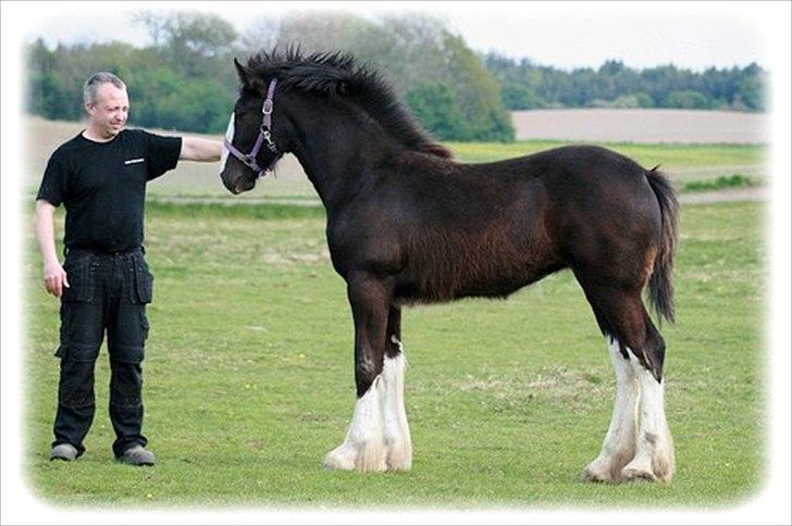 Shire Late Princess Luna billede 16