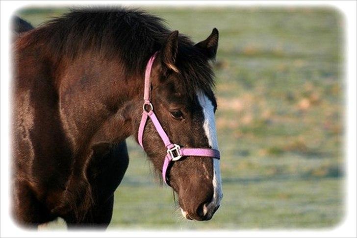 Shire Late Princess Luna billede 17