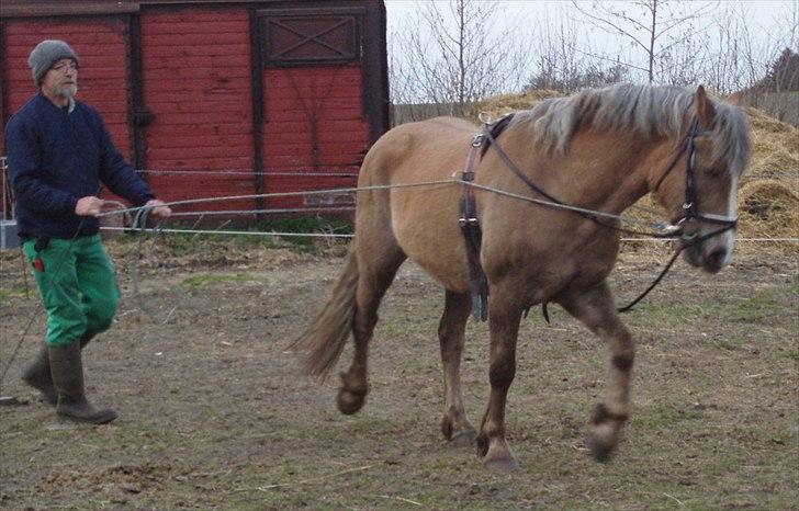 Anden særlig race RAS "Flotte fyr" - 3 April 2012
Sød og lære villig hest billede 14