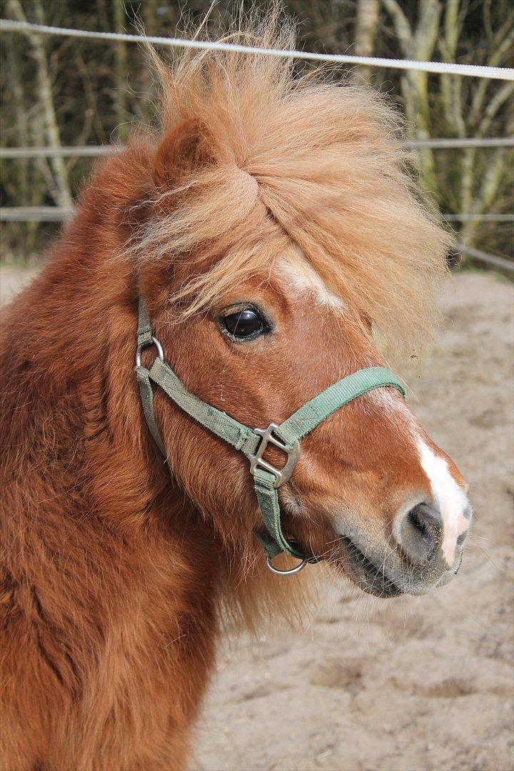 Shetlænder Niarn Hingst billede 7