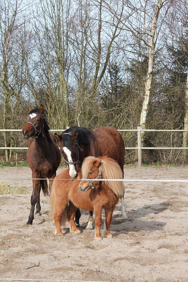 Shetlænder Niarn Hingst billede 8