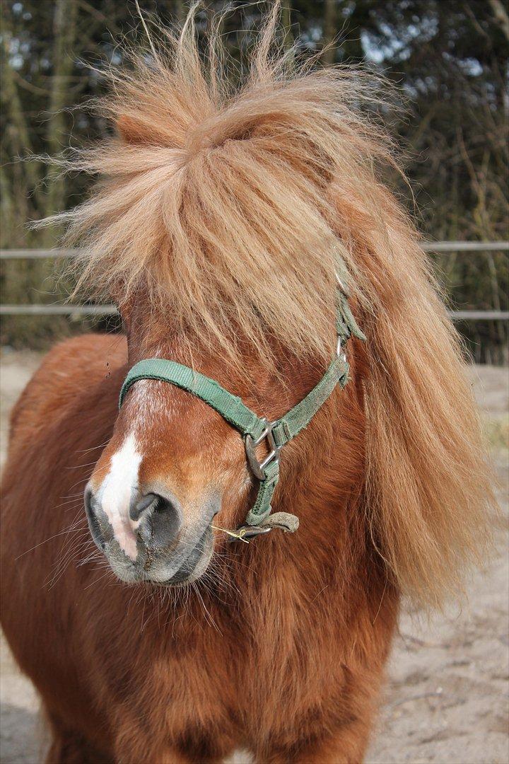 Shetlænder Niarn Hingst billede 1