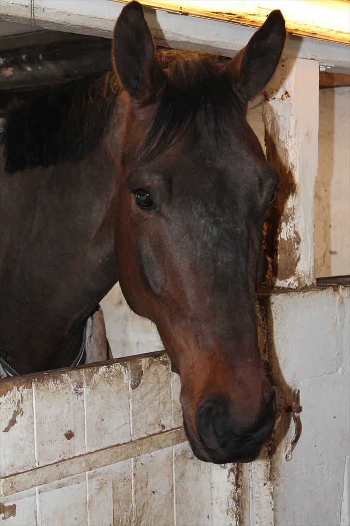 Dansk Varmblod Cawin Imhoff billede 16