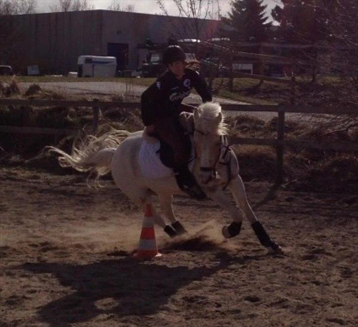 Anden særlig race WILD SECRET. BLINKENDE STJERNE - Perfekte vendinger. <3 billede 12