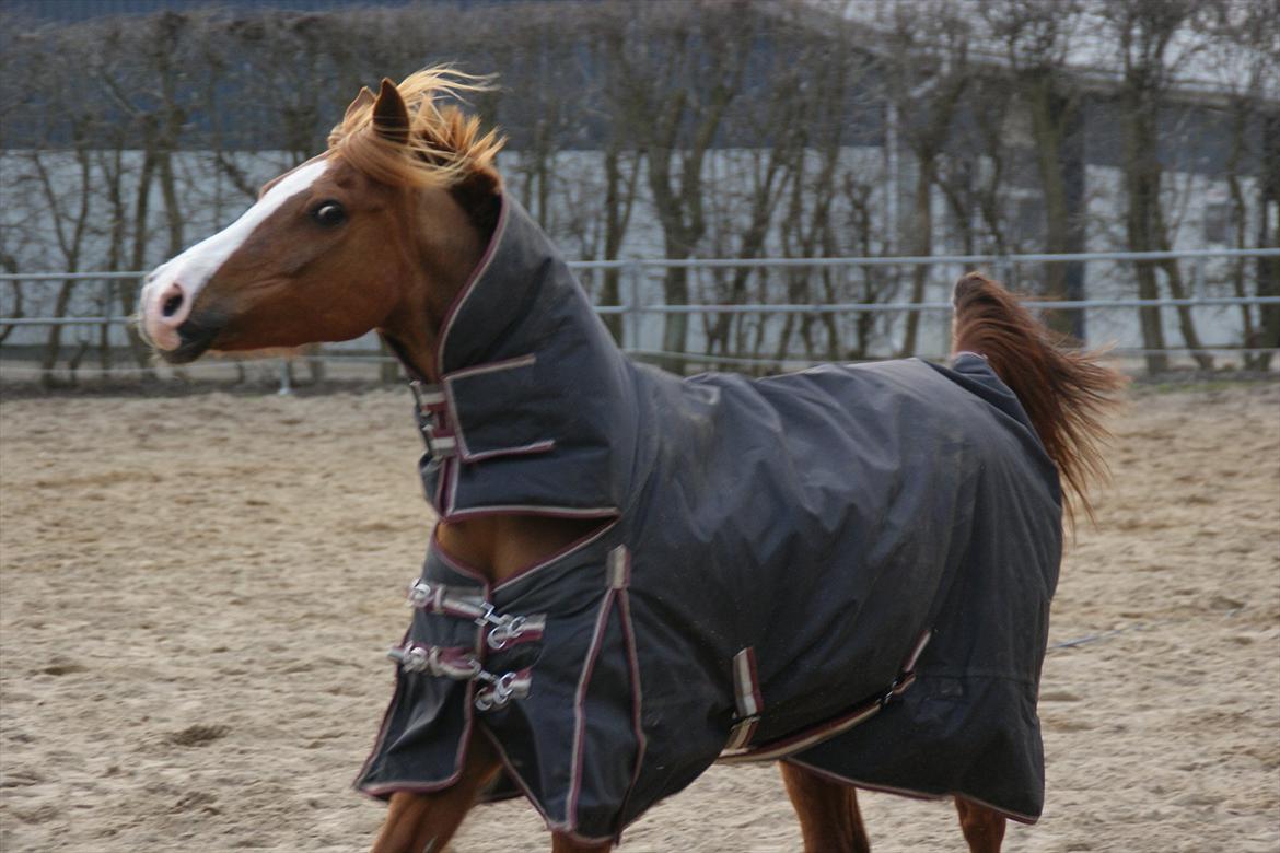 Hollandsk Sportspony Quite Easy "Is'en" - der var araber i min pony:) billede 17