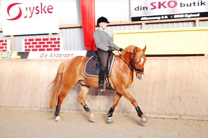Welsh Pony (sec B) Konijenpad Rambo B-PONY billede 6