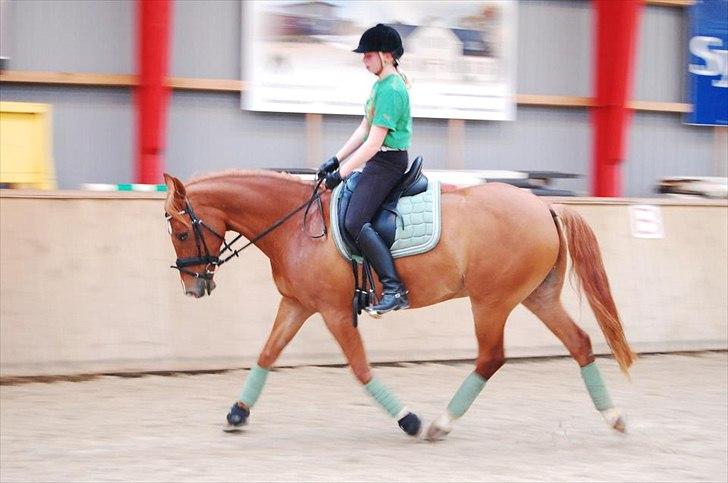 Welsh Pony (sec B) Konijenpad Rambo B-PONY billede 8