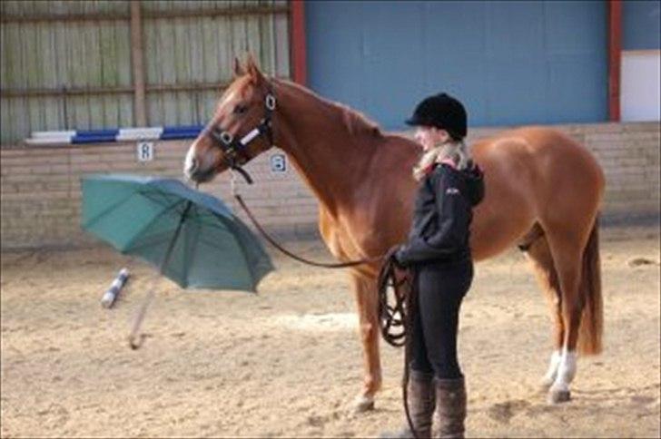 Welsh Pony (sec B) Konijenpad Rambo B-PONY - Horsemanchip kursus marts 2012 billede 7