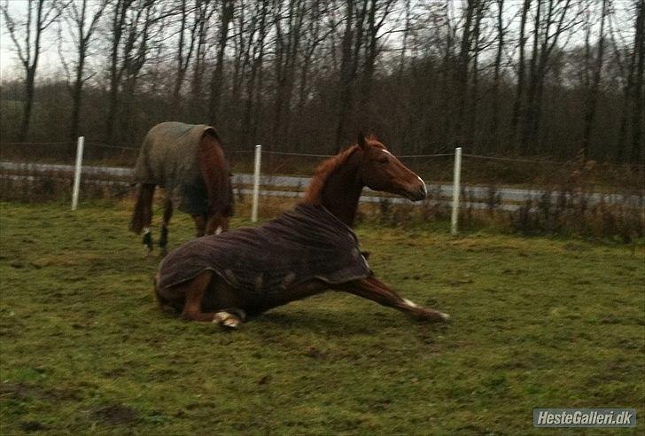 Welsh Pony (sec B) Konijenpad Rambo B-PONY billede 10