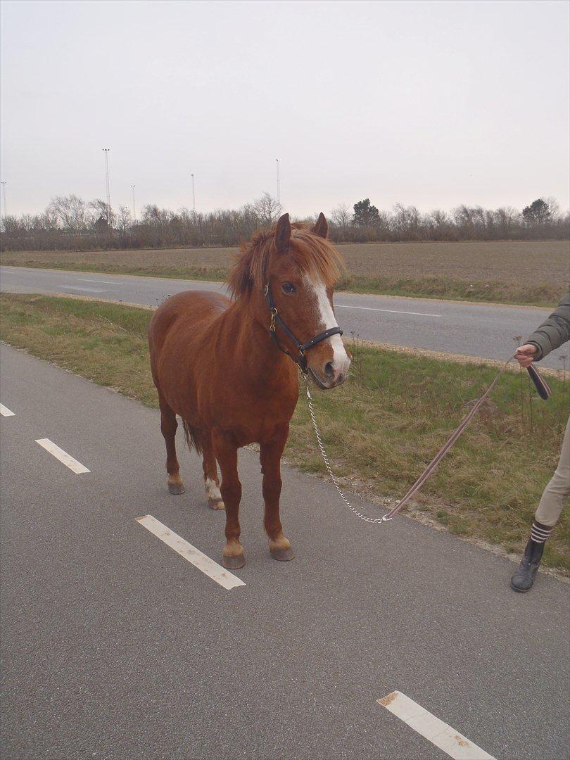 Anden særlig race Miss Mille - min skønne skat <3 billede 1