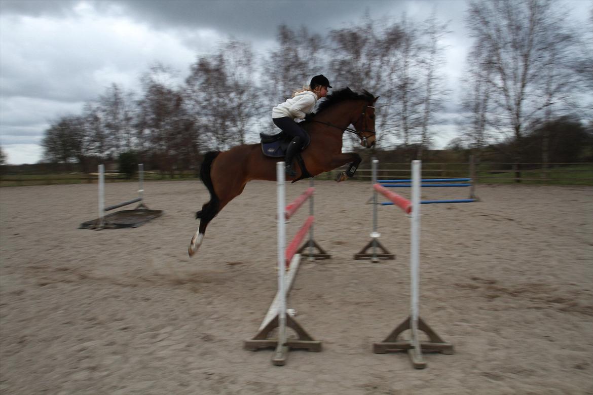 New Forest Bøgelys Rico - Solgt - 130 på banen. 1. april 2012. stjerne <3
 billede 19