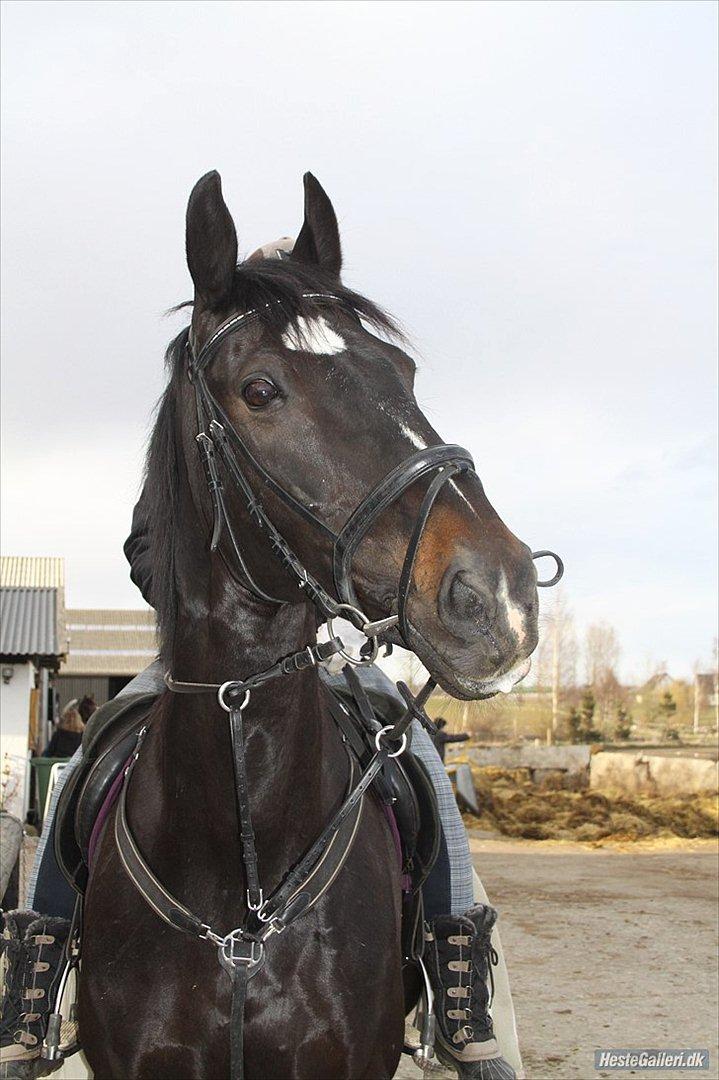 Dansk Varmblod Sazkibard S *My Soulmate* - I saw you and thought,'' You shall be my horse, because you are beautiful and amazing'' You were mine and I do not regret my choice a single second! <3

Foto: Amalie Reffelt :) billede 4